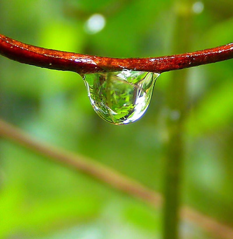Wassertropfen an einem Ast